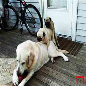 Nacim Ladj - Reservour Dogs download free Nacim Ladj - Reservour Dogs download mp3 flac
